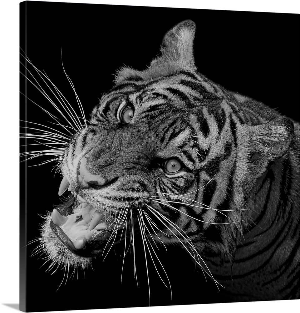 Black and white portrait of a growling tiger.