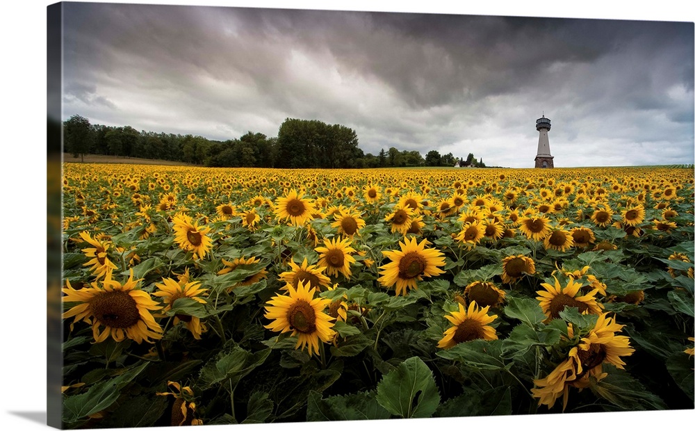 A tower stands above a field of sunflowers under a cloudy sky.