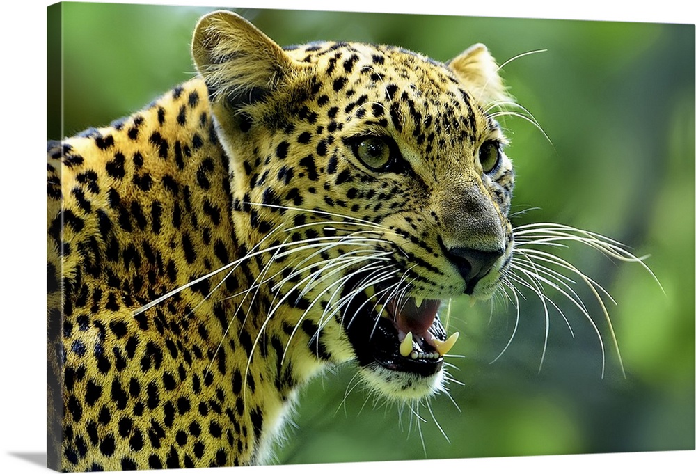 A fierce portrait of a jaguar gazing intently at something while roaring.
