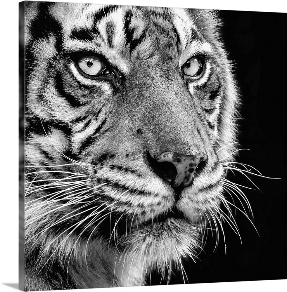 Black and white portrait of an elegant tiger.