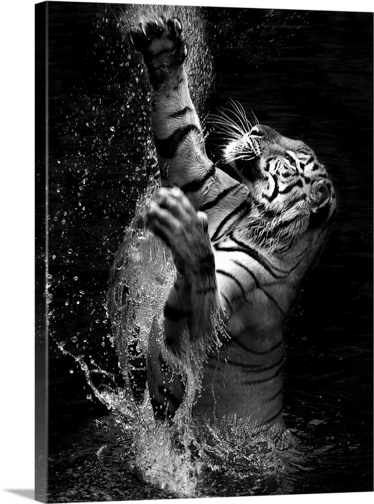 Black and white image of a tiger leaping out of the water.