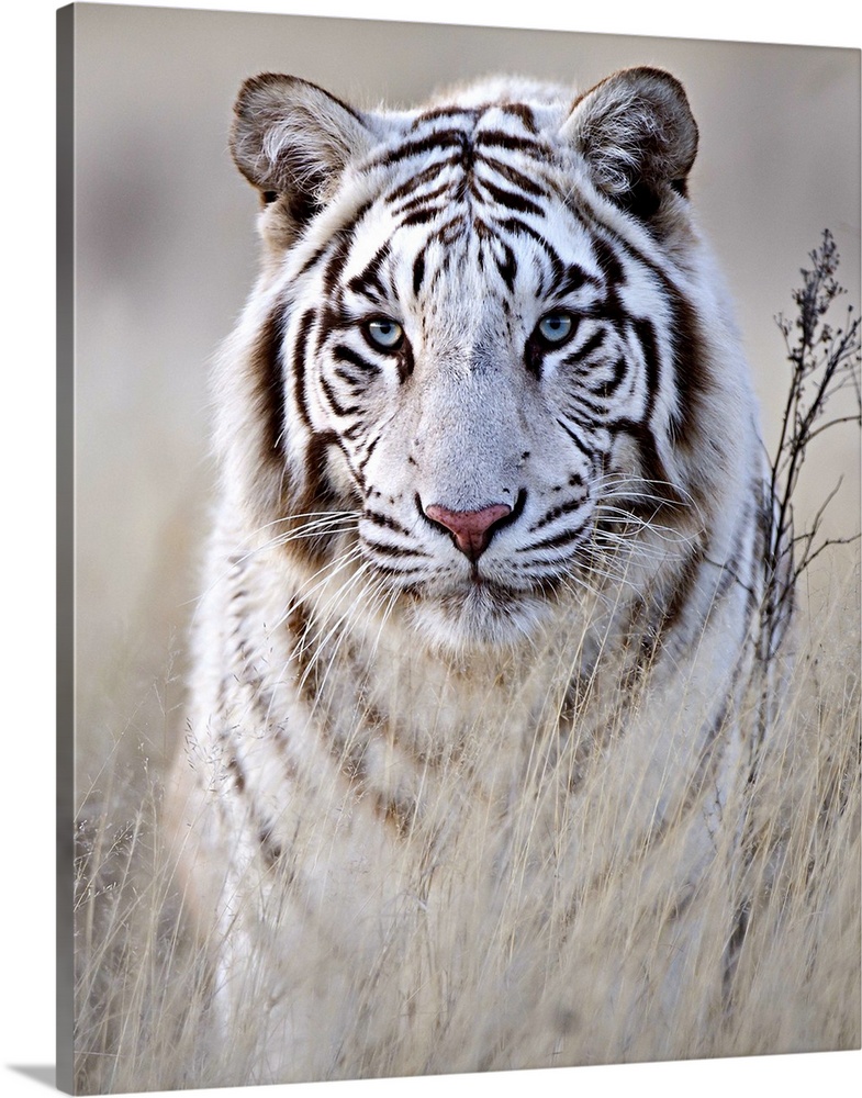 Picture Poster Cat Animal Stunning Black & White Bengal Tiger Framed Print 