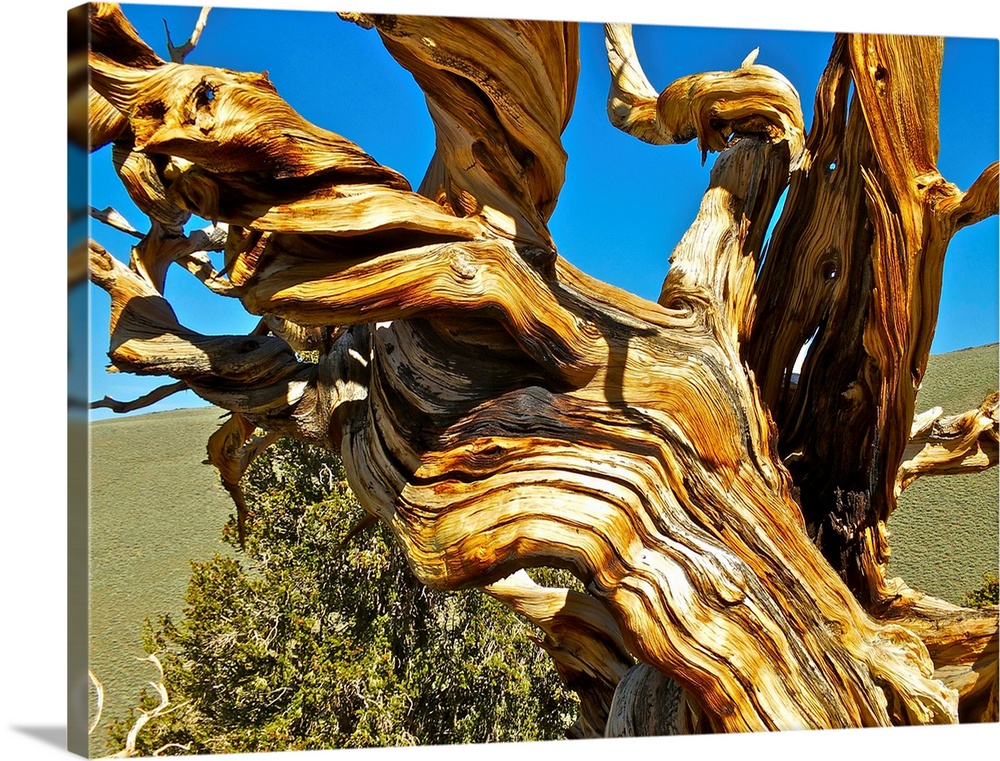 Twisted, gnarled branches of a Bristlecone Pine.