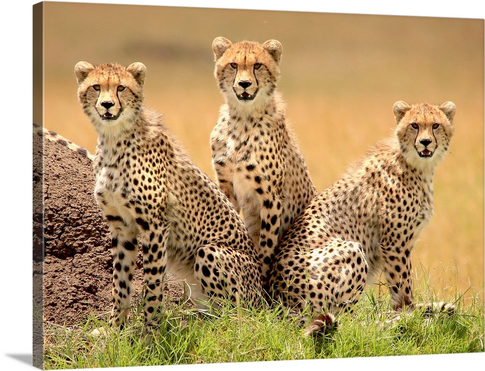Trio of young cheetahs looking for trouble.
