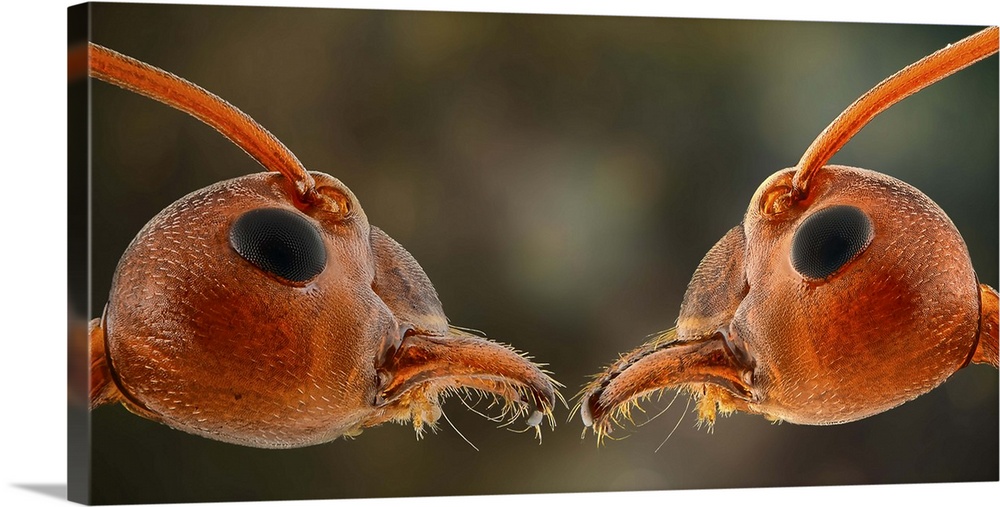 Macro image of two ants face to face.