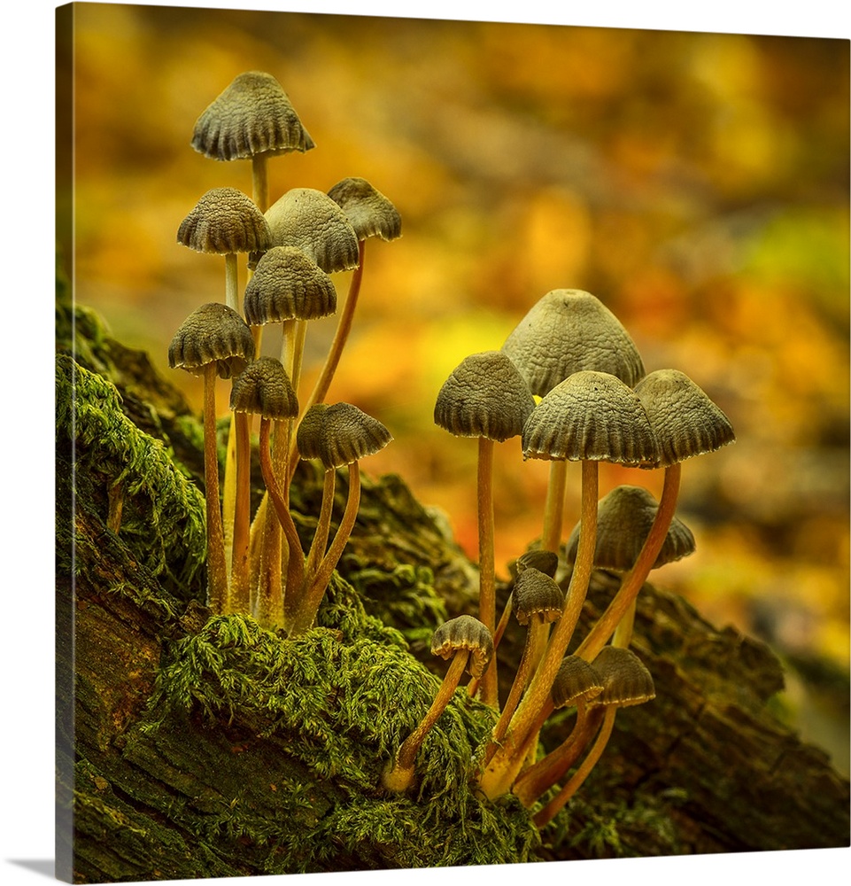 Two clusters of little mushrooms growing on a mossy log.