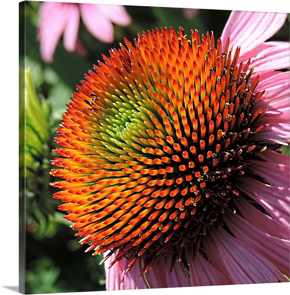 Beautiful Purple Cone Flower in a garden, showing nearly all the colors of the rainbow.