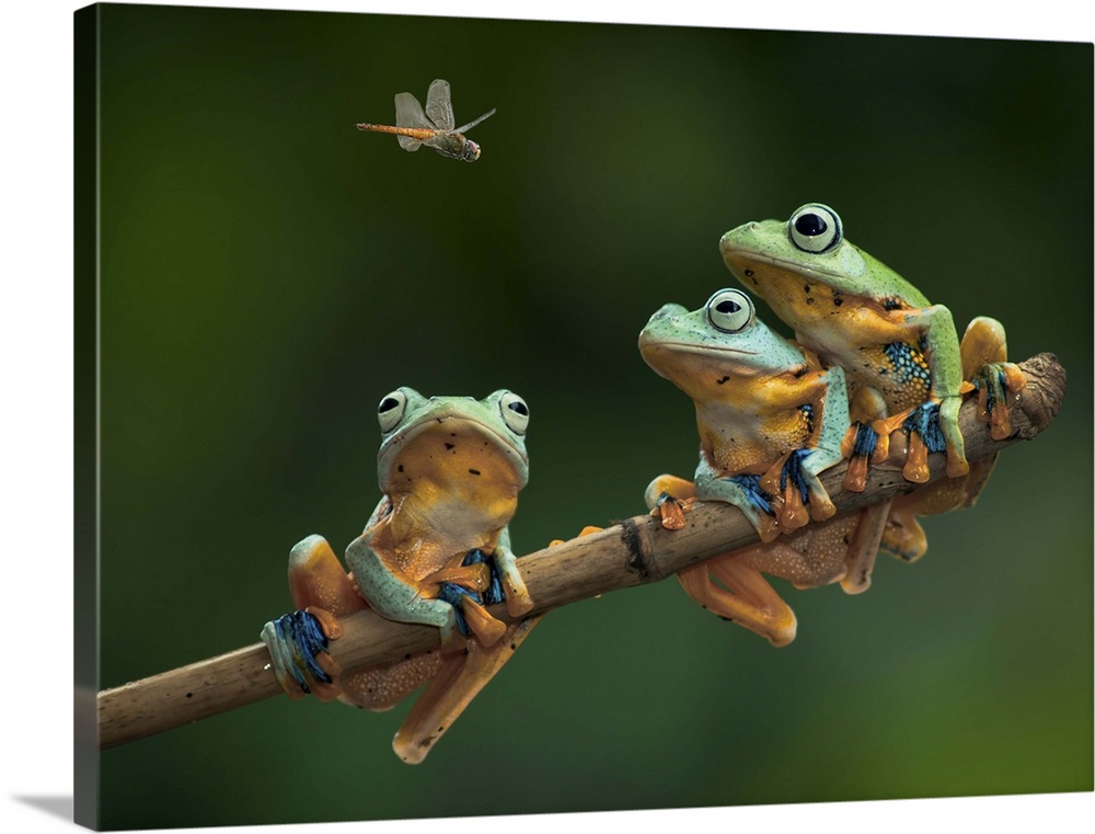 Three tree frogs sitting on a branch watch a fly above.
