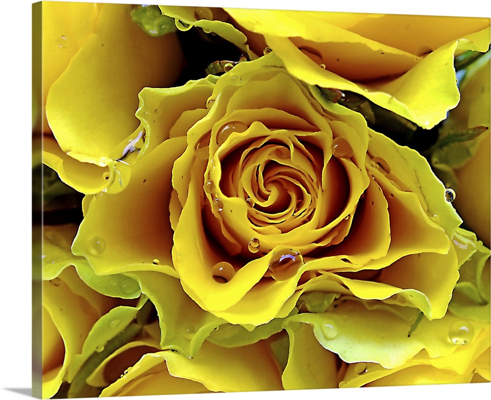 Yellow roses with water drops