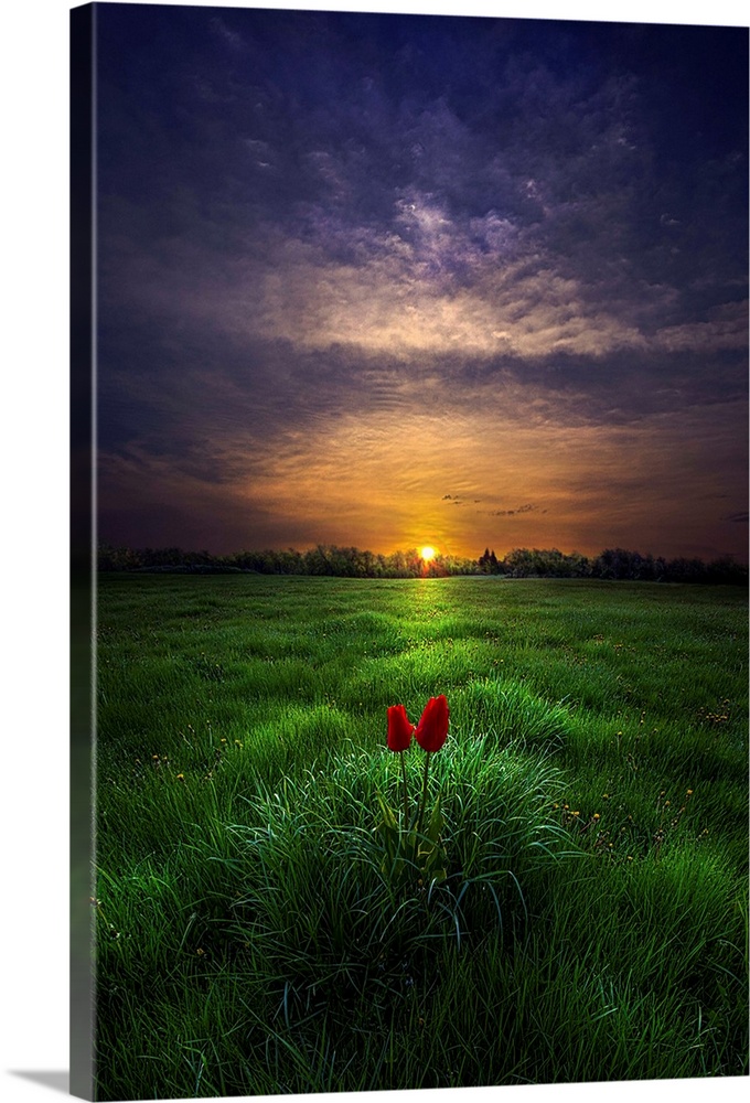 Two small red blooms in a green field, with a sunset on the horizon.