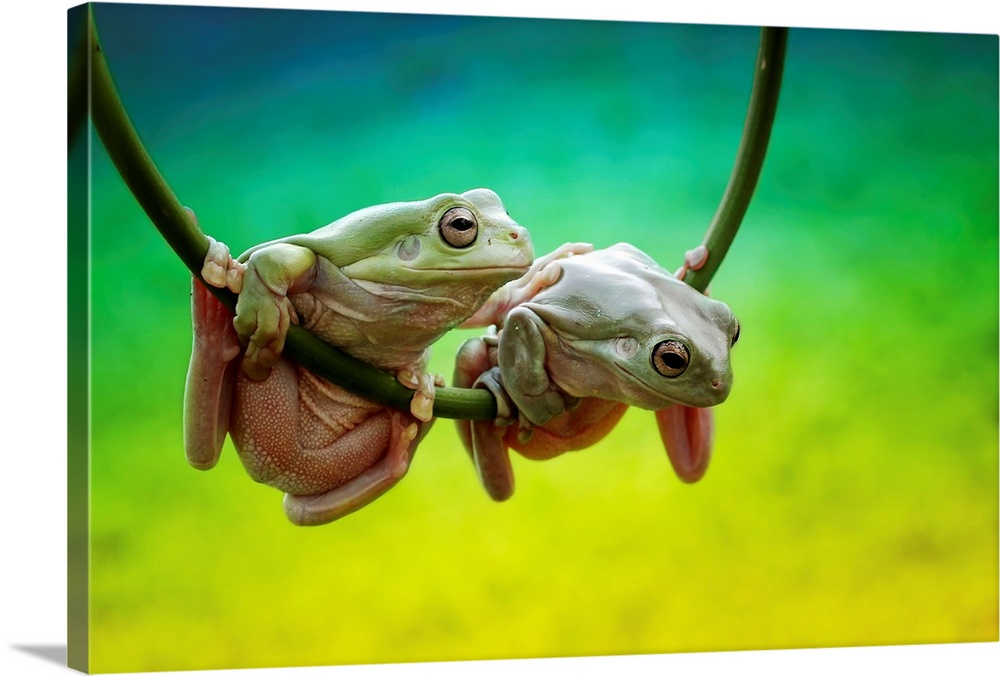 Two tree frogs hanging on a vine.