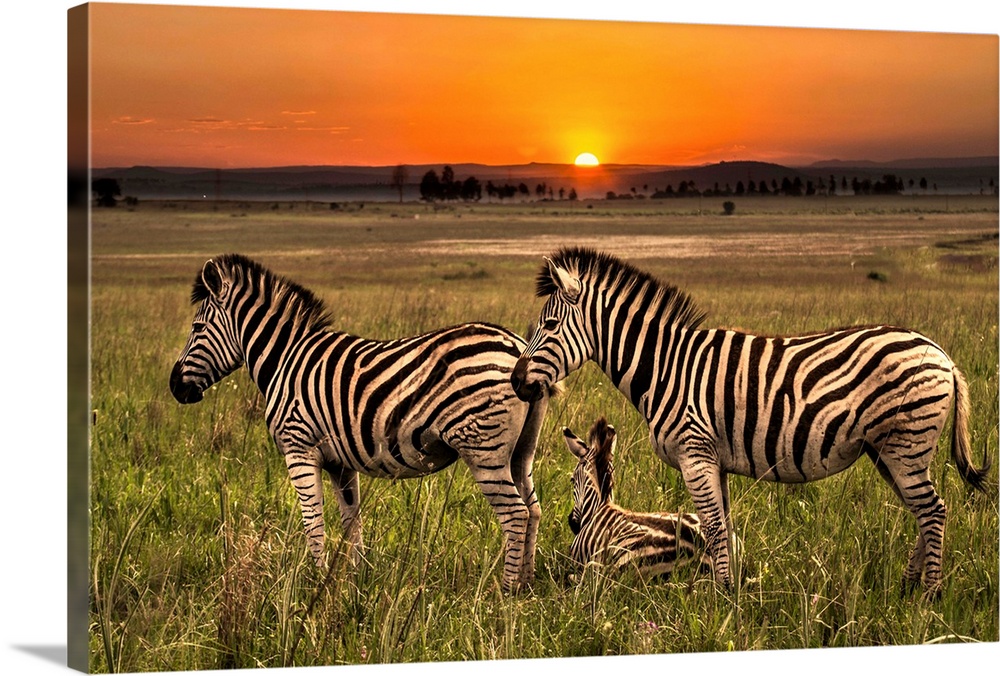 A family of Zebras on the plain at dawn.