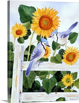 Bluejays and Sunflowers