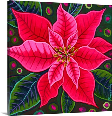 Pink Poinsettia 1