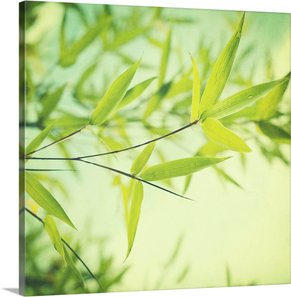 Bamboo leaves in light green tones