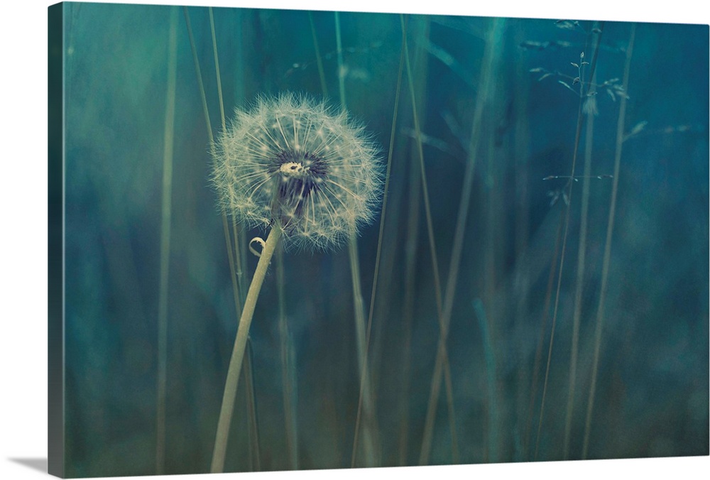 A single dandelion clock in the middle of a blue meadow