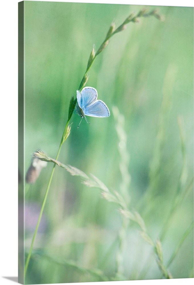 Peablue Butterfly on a Grassblade