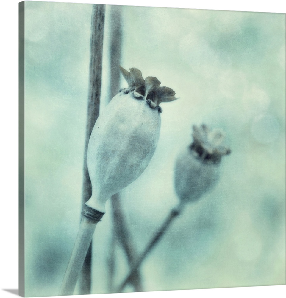 Two poppy seed pods in squared format, toned monochratic in bluegreen