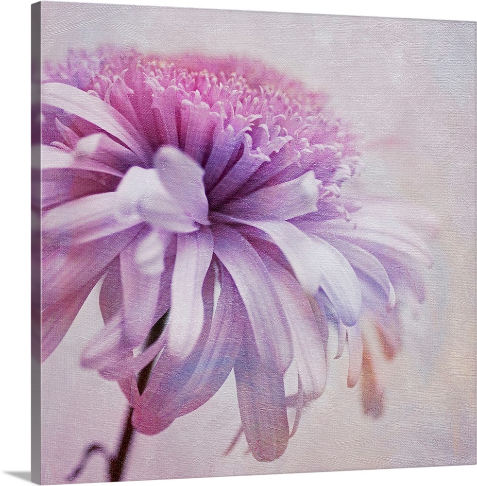 Gerbera flower, layered with textures, square format