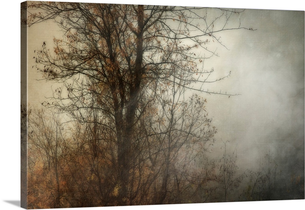 Foggy Tree Without Bird
