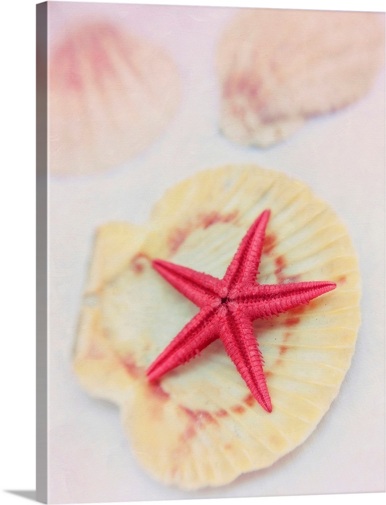 Starfish on a seashell