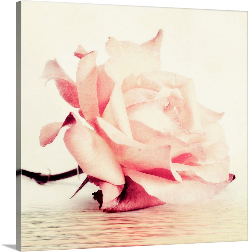 Photo of a single pink rose with vintage muted tones and texture.