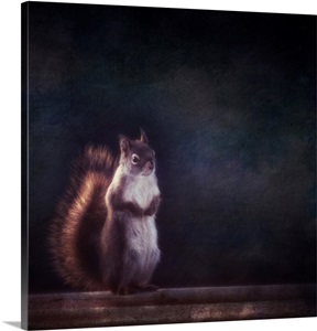 Squirell image thumbnail