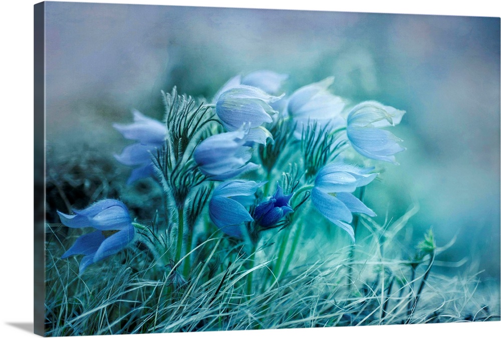 A group of pasque flowers, the first flowers in spring. Colors of this image are mostly blue.