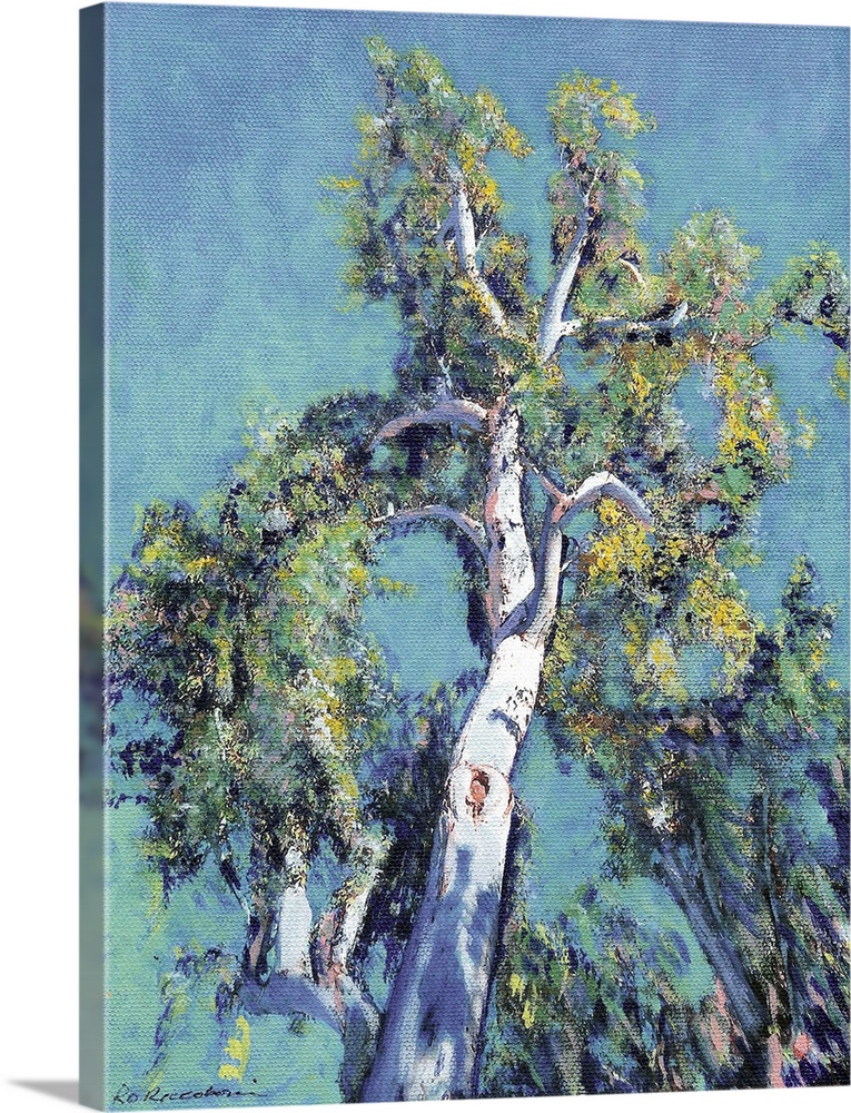 Majestic Eucalyptus Tree at the Zoro Garden, Balboa Park, San Diego, by RD Riccoboni.