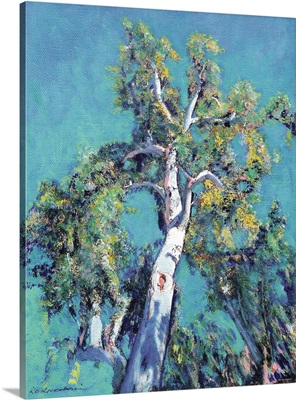Eucalyptus Tree, San Diego