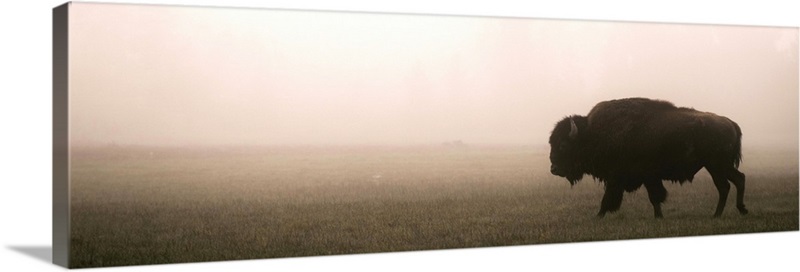 A Bison in Mist - Panoramic | Great Big Canvas