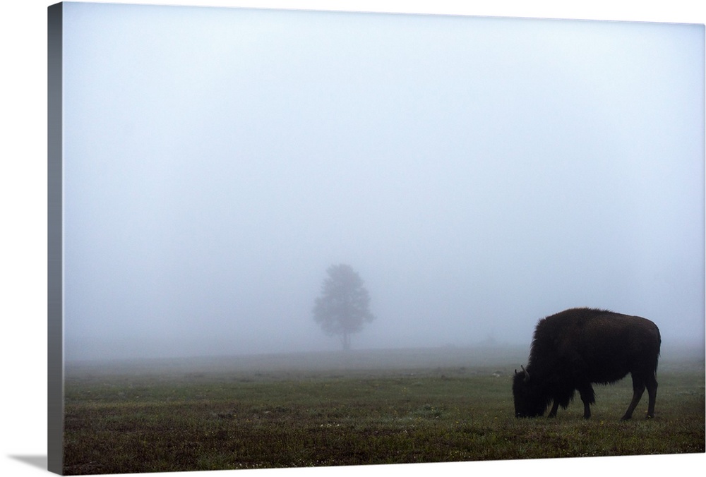 A bison grazing in a field with a single tree in the distance.