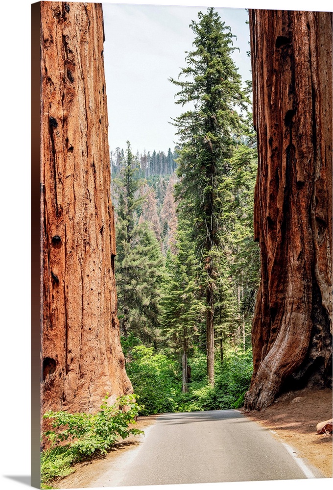 A road splits two giant Sequoias in Sequoia National Park, California.