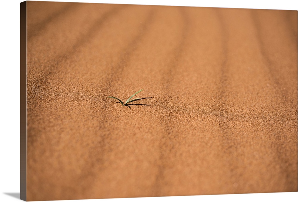 A tiny green plant stands out against the orange waves of sand on a dune in Canyonlands National Park, Moab, Utah.