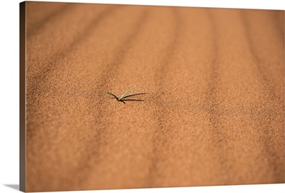 A small plant growing from the orange sand in Canyonlands National Park, Utah