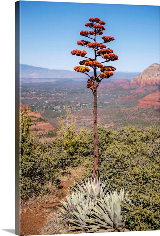 Agave Americana Flowering Stalk, Sedona, Arizona | Great Big Canvas