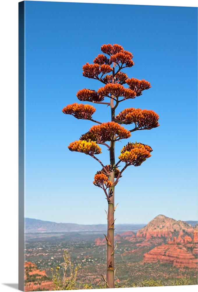 Landscape photograph of red sandstone formations in the distance and an agave flower tree in the foreground, Sedona AZ.