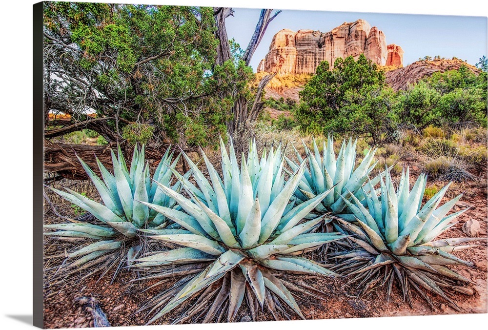 Agave Plants and Cathedral Rock, Sedona AZ Wall Art, Canvas Prints