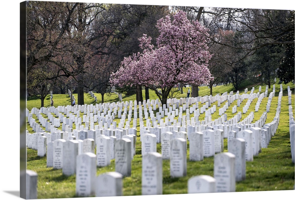 Military cemetery in Arlington, Virginia, with a cherry tree in bloom.