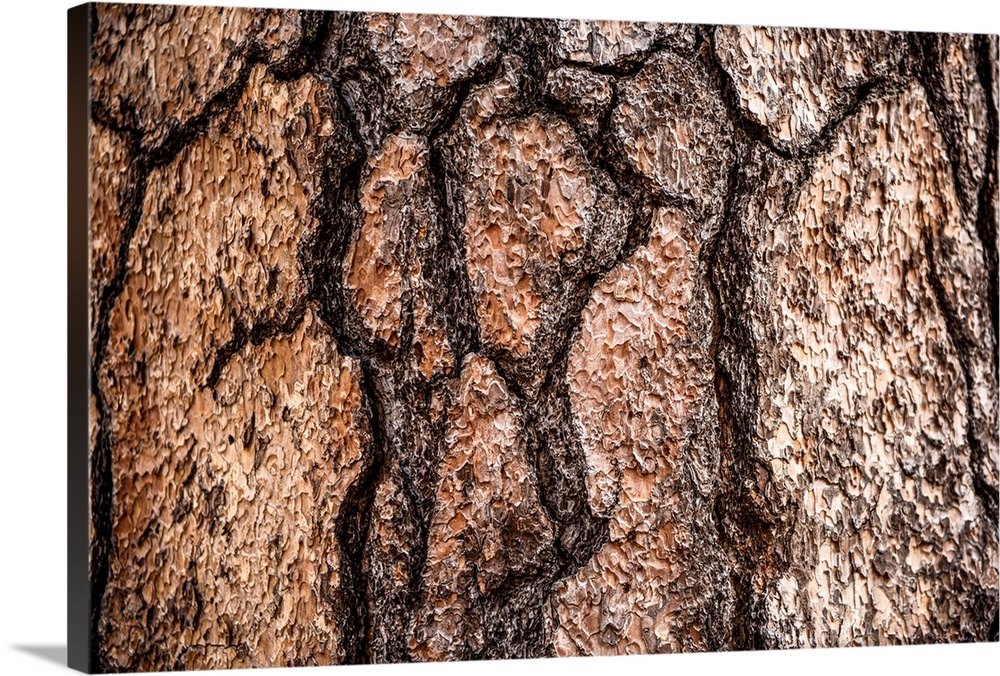Photo of the detail of bark in Sequoia National Park, California.