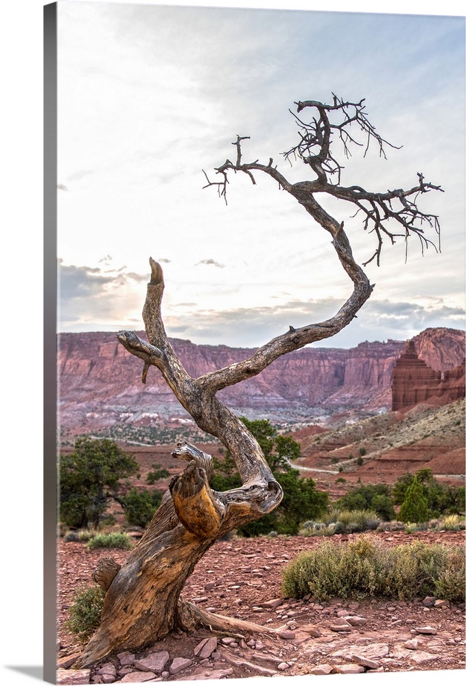 View of a barren tree at Panorama Point in Capitol Reef National Park, Utah.