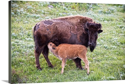 Bison and calf in a meadow at Yellowstone National Park