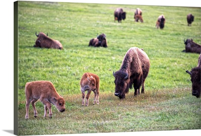 Bison and calves grazing in a meadow at Yellowstone National Park