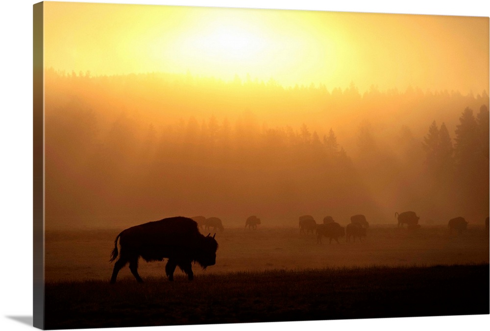 Bison in a field of mist at Yellowstone National Park, Wyoming.