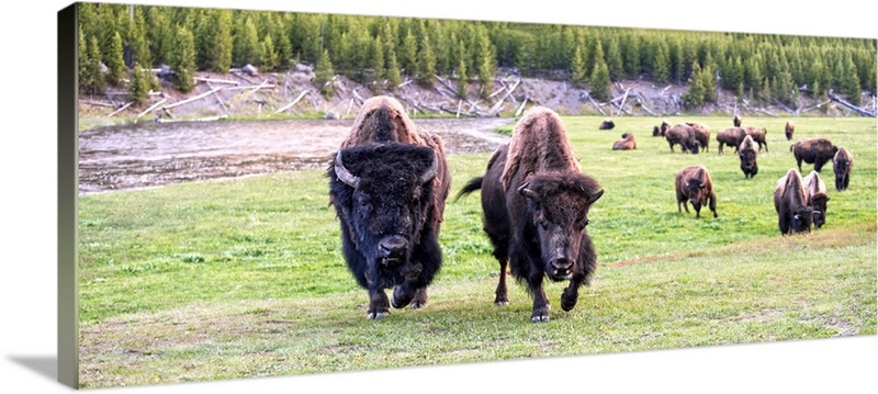 Bison at Yellowstone | Great Big Canvas