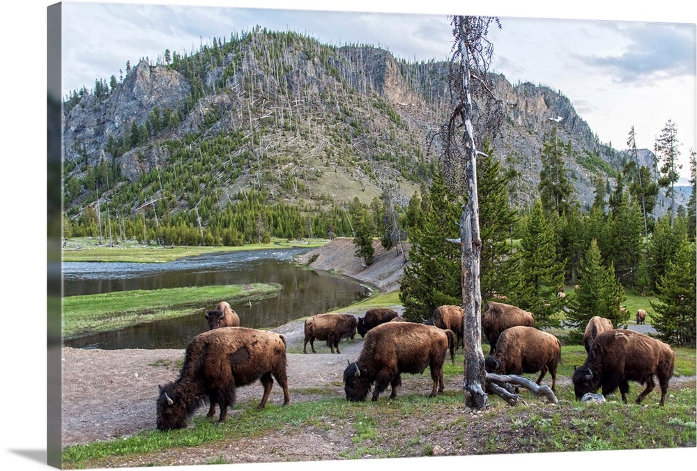 Bison grazing in a field with a mountainous landscape in the background.
