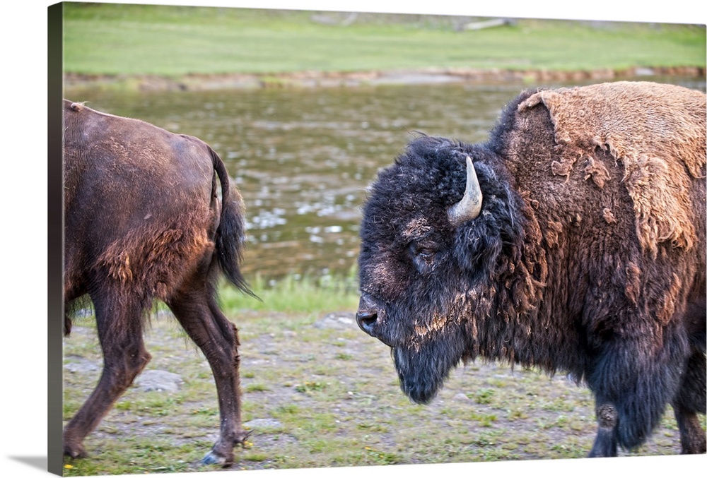 Bison and the detail of their fur at Yellowstone National Park, Wyoming.