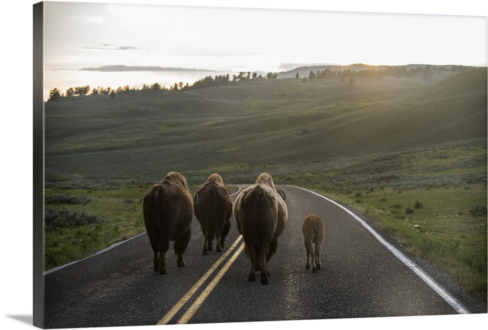 Bison walking on a road at Yellowstone National Park.