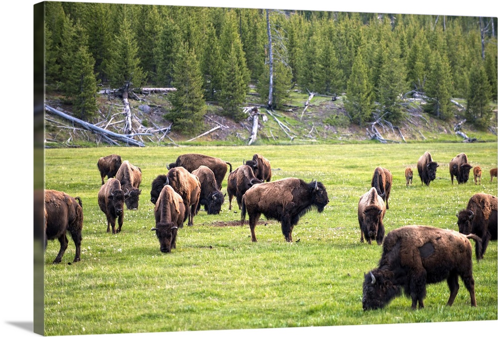 Bison in a meadow at Yellowstone National Park.