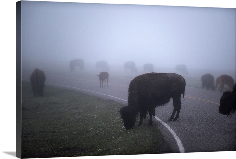 Large group of bison in a field of mist at Yellowstone National Park, Wyoming.